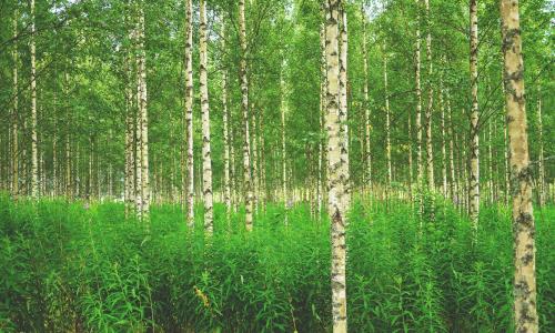 birch trees in a forrest