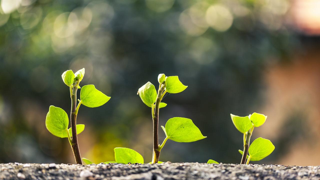 Green plants growing and symbolising sustainable development