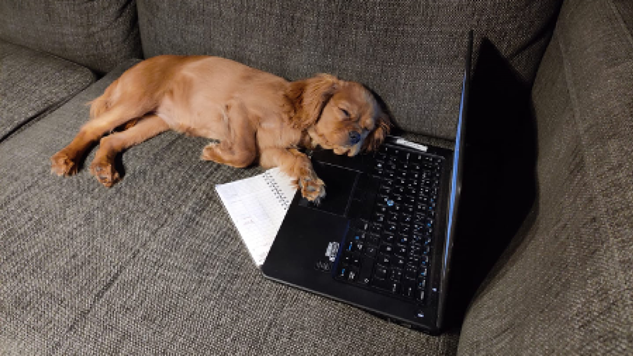 A puppy sleeping on a laptop on a sofa