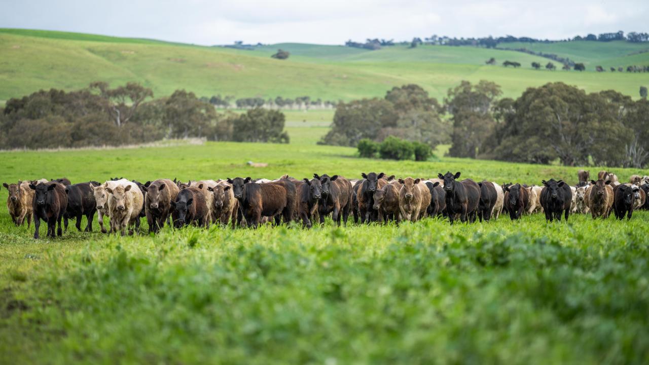 Kor på rad i ett frodigt landskap
