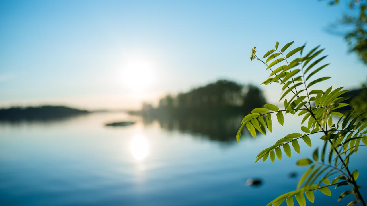 A tree branch and water in the background