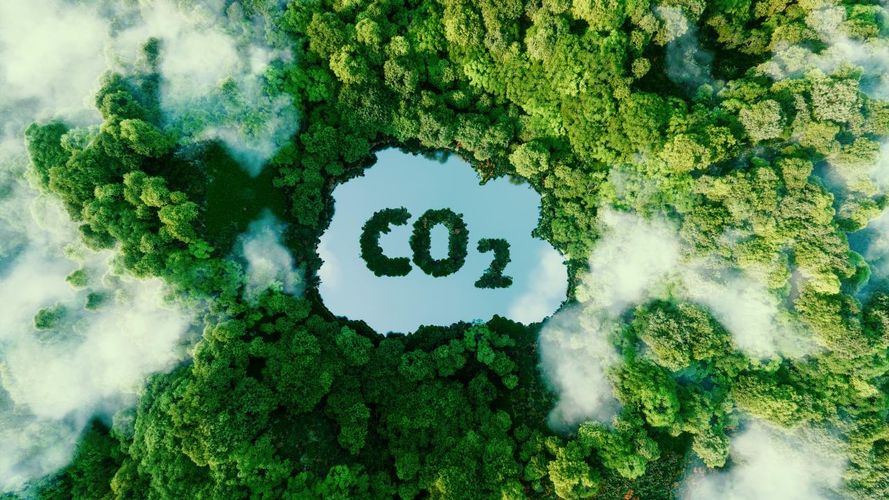 CO2 in the middle of a cloudy forest