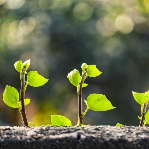 Green plants growing and symbolising sustainable development