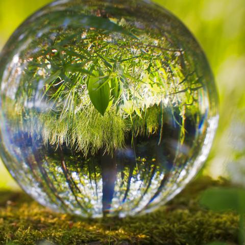 Nature showing in a glass ball