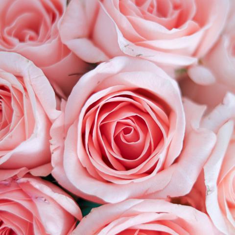 Bukett med rosa rosor