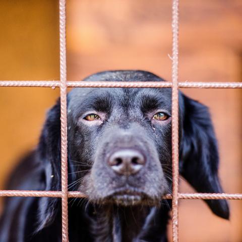 Posthumanism_Halfpoint/Istock