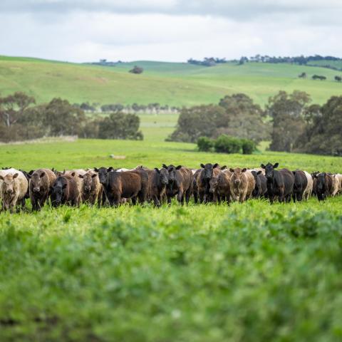 Kor på rad i ett frodigt landskap