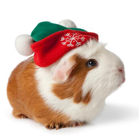 Hamster med tomteluva